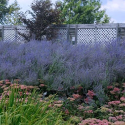 Russian Sage 10 Russian Sage -GREAT GARDEN PLANTS perovskia atriplicifolia russian sage 5