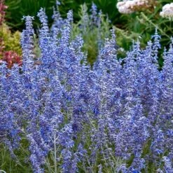 'Denim 'n Lace' Russian Sage -GREAT GARDEN PLANTS perovskia denim n lace russian sage 3 sw