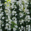 Illuminati Tower® Mock Orange