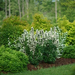 Illuminati Tower® Mock Orange -GREAT GARDEN PLANTS philadelphus illuminati tower 3