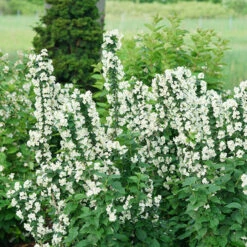 Illuminati Tower® Mock Orange -GREAT GARDEN PLANTS philadelphus illuminati tower 5