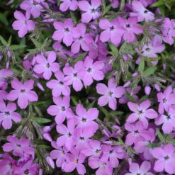 'Rose Sprite' Hybrid Spring Phlox -GREAT GARDEN PLANTS phlox rose sprite 1