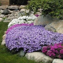 'Emerald Blue' Creeping Phlox -GREAT GARDEN PLANTS phlox subulata emerald blue 3 sw