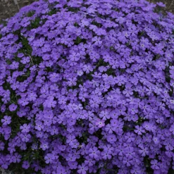 Mountainside™ 'Crater Lake' Phlox
