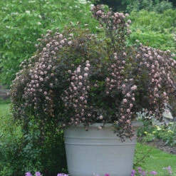 Summer Wine® Ninebark -GREAT GARDEN PLANTS physocarpus summer wine 3