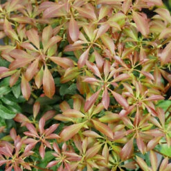 Interstella® Lily-of-the-Valley Shrub -GREAT GARDEN PLANTS pieris interstella 2