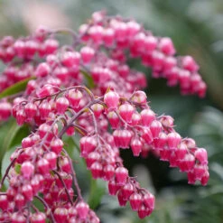 Interstella® Lily-of-the-Valley Shrub -GREAT GARDEN PLANTS pieris interstella 4