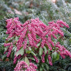 Interstella® Lily-of-the-Valley Shrub -GREAT GARDEN PLANTS pieris interstella 5