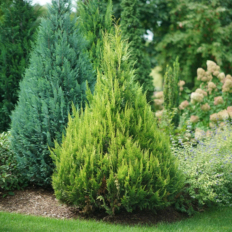 Pinpoint® Gold False Cypress 2 Pinpoint® Gold False Cypress - Image 2