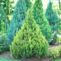 Pinpoint® Gold False Cypress 6 Pinpoint® Gold False Cypress -GREAT GARDEN PLANTS pinpoint gold false cypress 2