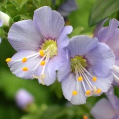 'Heavenly Habit' Jacob's Ladder -GREAT GARDEN PLANTS polemonium heavenly habit 3 sw