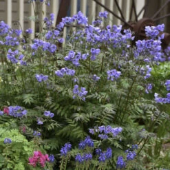 'Heaven Scent' Jacob's Ladder -GREAT GARDEN PLANTS polemonium jacobsladder heavenscent 4