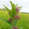 Prairie Milkweed