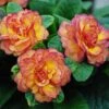 Belarina® 'Nectarine' Primrose