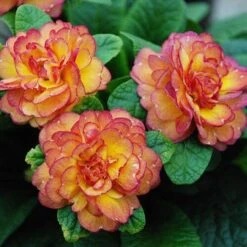 Belarina® 'Nectarine' Primrose