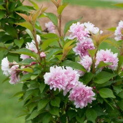 Zuzu® Flowering Cherry Shrub -GREAT GARDEN PLANTS prunus zuzu 4 P
