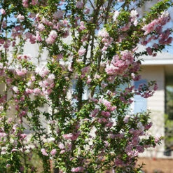 Zuzu® Flowering Cherry Shrub -GREAT GARDEN PLANTS prunus zuzu 5 P