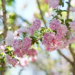 Zuzu® Flowering Cherry Shrub -GREAT GARDEN PLANTS prunus zuzu 6 P