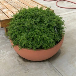 Juke Box® Pyracomeles -GREAT GARDEN PLANTS pyracomeles juke box 3