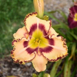 Rainbow Rhythm® 'King Of The Ages' Daylily -GREAT GARDEN PLANTS rainbow rhythm king of the ages daylily 2