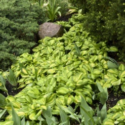 'Rainbow's End' Hosta -GREAT GARDEN PLANTS rainbows end hosta 3