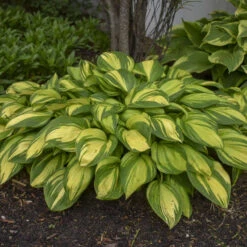 'Rainbow's End' Hosta -GREAT GARDEN PLANTS rainbows end hosta 4