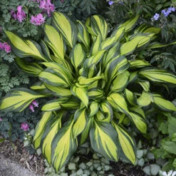 'Rainbow's End' Hosta -GREAT GARDEN PLANTS rainbows end hosta 5