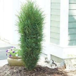 Fine Line® Improved Rhamnus -GREAT GARDEN PLANTS rhamnus fine line improved 3 sw