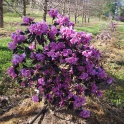 Black Hat® Rhododendron -GREAT GARDEN PLANTS rhododendron black hat 1 cb6fd0bf 61f4 4683 bf52 5f71b24819e0 sw