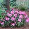 Dandy Man® Pink Rhododendron