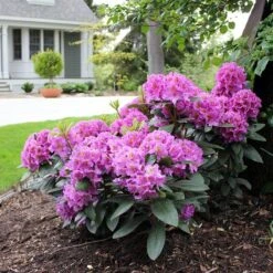 Dandy Man® Purple Rhododendron -GREAT GARDEN PLANTS rhododendron dandy man purple 3 sw