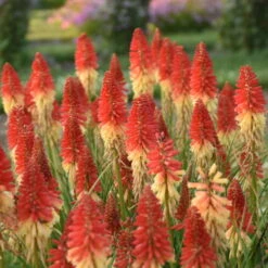 Pyromania™ 'Rockets Red Glare' Red Hot Poker -GREAT GARDEN PLANTS rockets red glare red hot poker 2