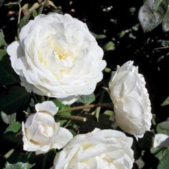 Cloud 10™ Climbing Rose -GREAT GARDEN PLANTS rosa cloud 10 3 P sw