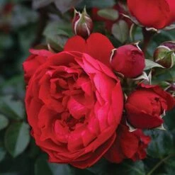 Florentina™ Climbing Rose 5 Florentina™ Climbing Rose -GREAT GARDEN PLANTS rosa florentina 3 P sw