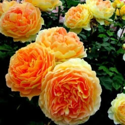 Climbing Rose Collection -GREAT GARDEN PLANTS rosa garden sun 2