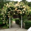 Garden Sun™ Climbing Rose