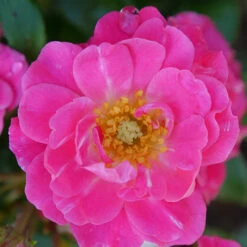 Oso Easy® Double Pink Rose -GREAT GARDEN PLANTS rosa oso easy double pink 1 P