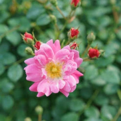 Oso Easy® Double Pink Rose -GREAT GARDEN PLANTS rosa oso easy double pink 6 P