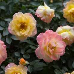 Oso Easy Italian Ice® Rose -GREAT GARDEN PLANTS rosa oso easy italian ice 2 P