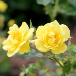 Oso Easy® Rose Collection -GREAT GARDEN PLANTS rosa oso easy lemon zest 4