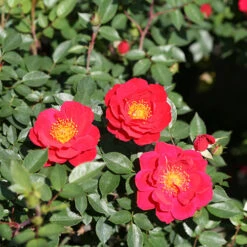 Oso Easy Urban Legend® Rose -GREAT GARDEN PLANTS rosa oso easy urban legend 4 P