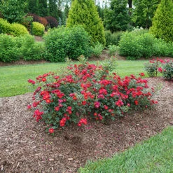 Oso Easy Urban Legend® Rose -GREAT GARDEN PLANTS rosa oso easy urban legend 5 P