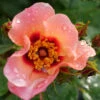 Ringo All-Star™ Rose