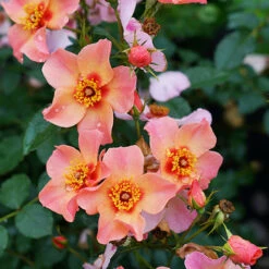 Ringo All-Star™ Rose -GREAT GARDEN PLANTS rosa ringo all star 4 P