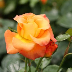 Suñorita® Rose -GREAT GARDEN PLANTS rosa sunorita rose 3 P