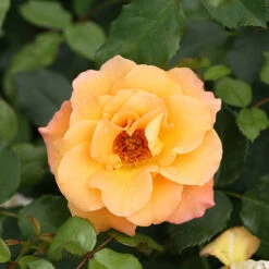 Suñorita® Rose -GREAT GARDEN PLANTS rosa sunorita rose 4 P