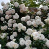 White Eden® Climbing Rose