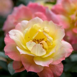 Oso Easy® Rose Collection -GREAT GARDEN PLANTS rosa oso easy italian ice 1