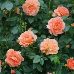 At Last® Rose 10 At Last® Rose -GREAT GARDEN PLANTS rose at last 5 1378cb08 c8a9 4fff b785 ba8e03f8e03f sw