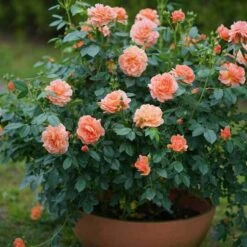 At Last® Rose 11 At Last® Rose -GREAT GARDEN PLANTS rose at last 6 6442da98 63e6 4e17 9aa7 aba4220647ea sw